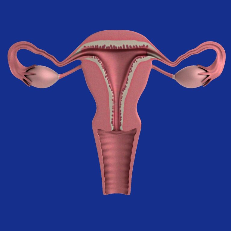 uterus, apparatus, ovaries-1089344.jpg
